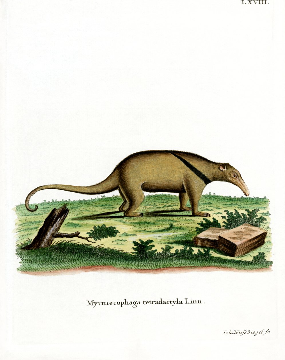 Sørlige Tamandua (farget gravering) av German School