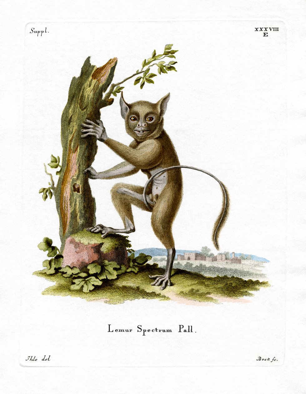 Spectral Tarsier (farget gravering) av German School