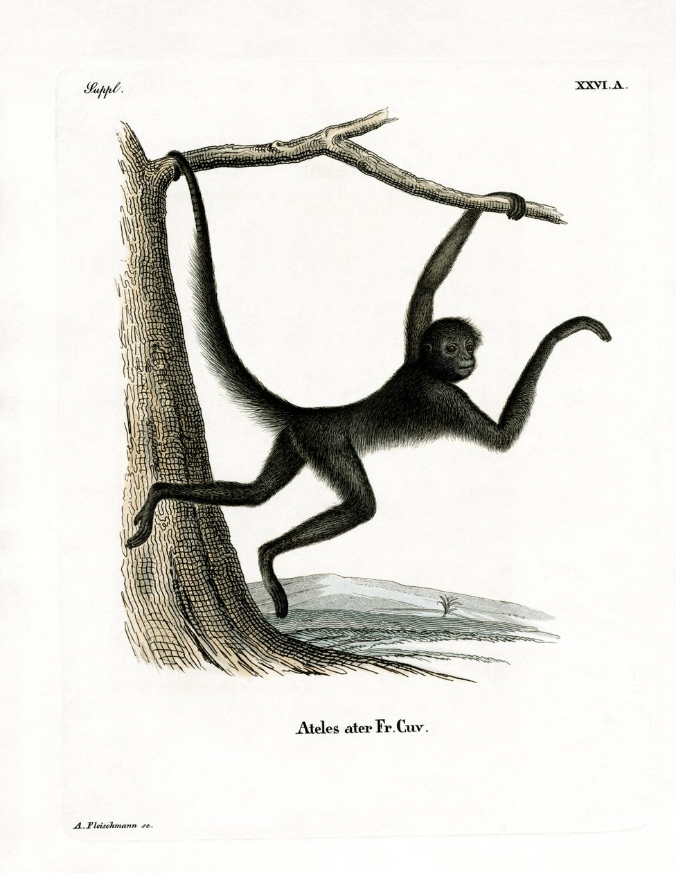 Spider Monkey (farget gravering) av German School
