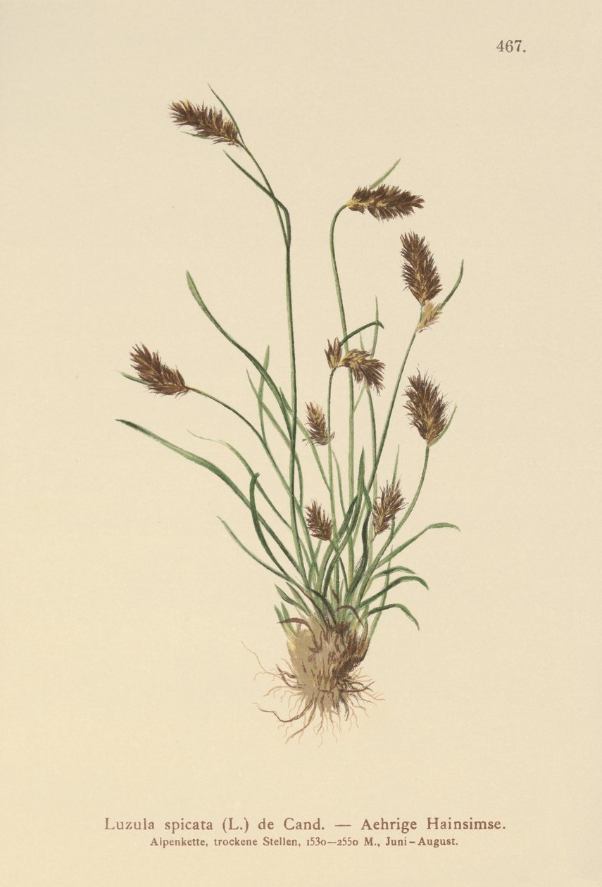 Piggskjær (Luzula spicata) av German School