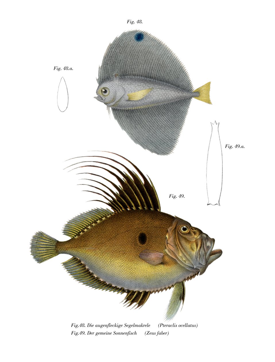 Spotted Fanfish (farge litho) av German School