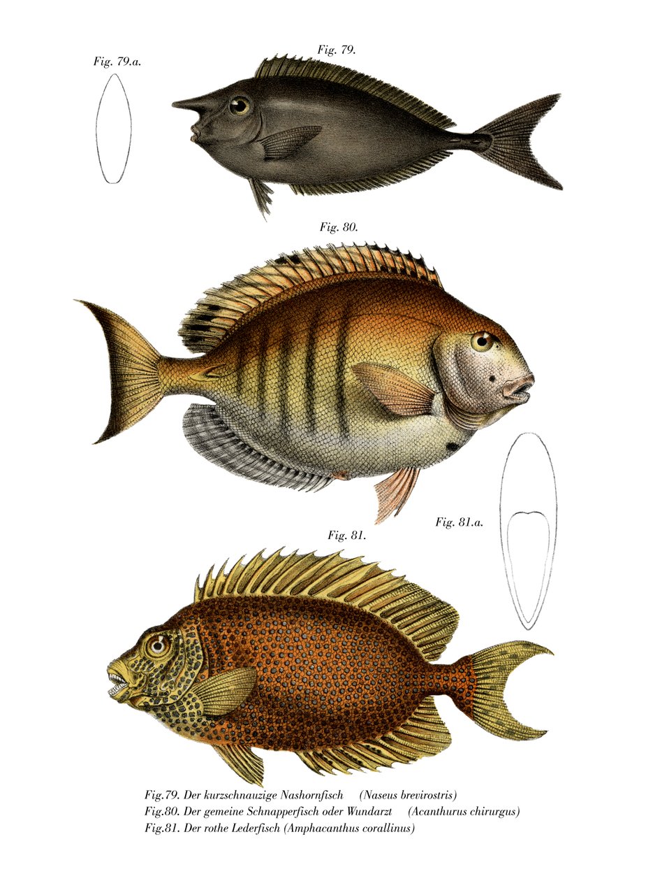 Spotted Unicornfish (farge litho) av German School