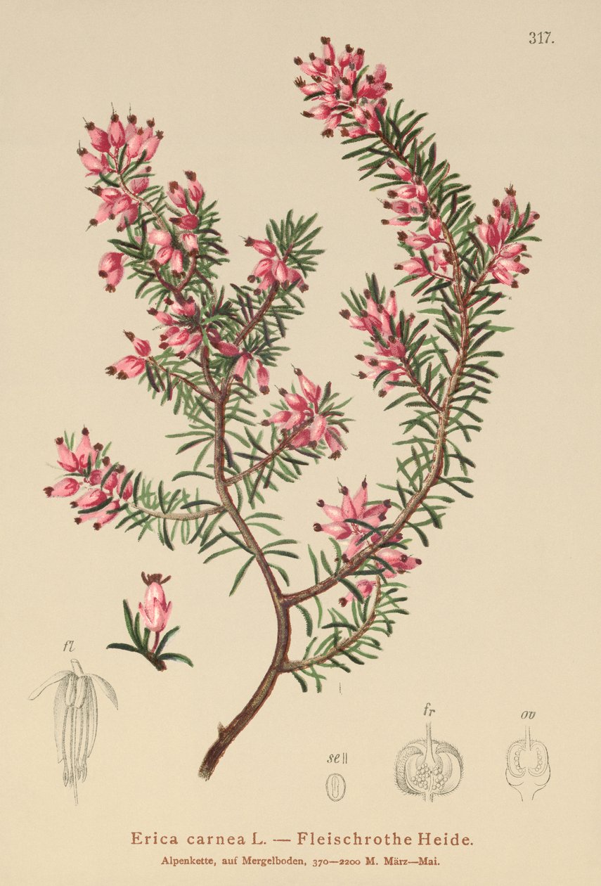 Spring Heath (Erica carnea) av German School