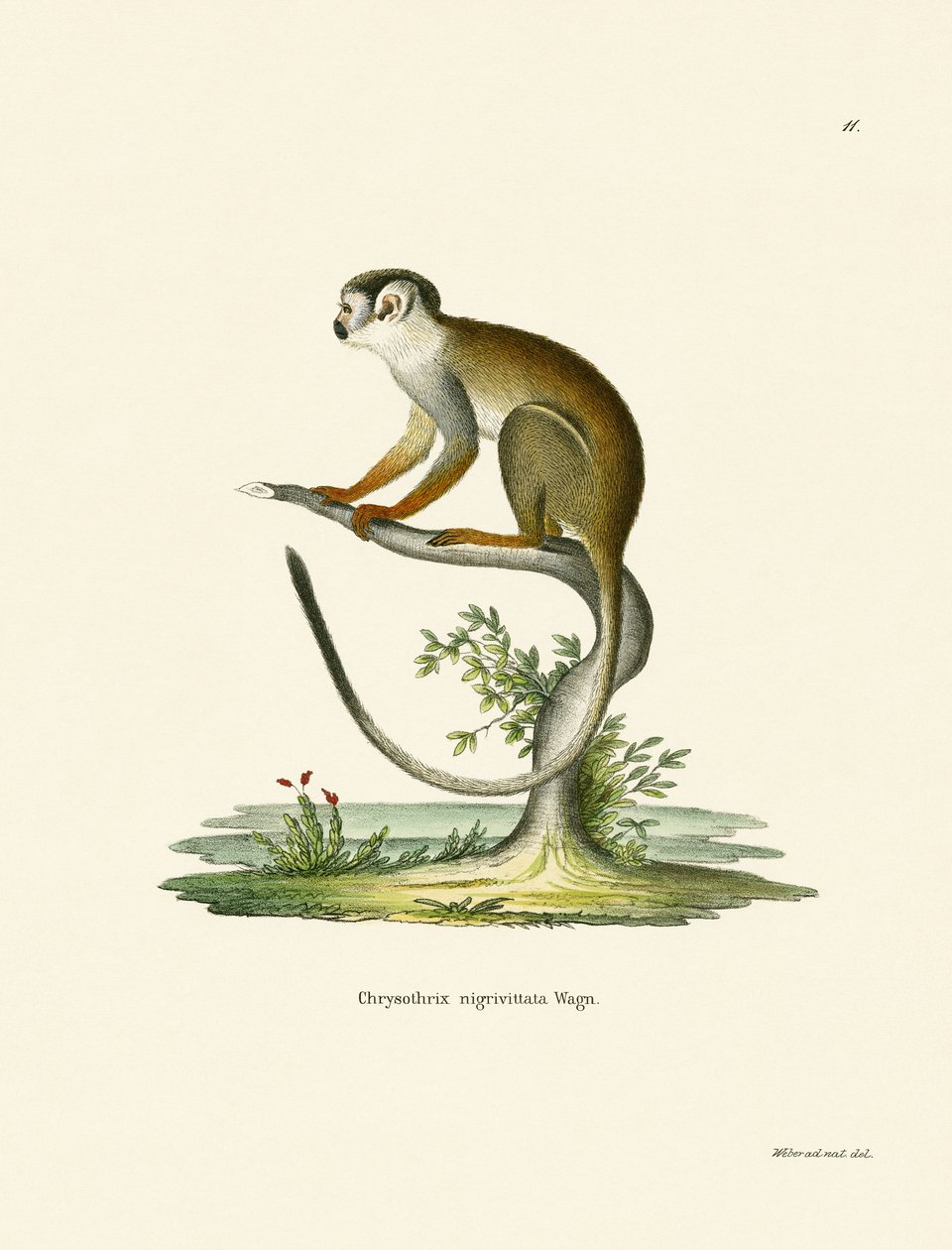 Squirrel Monkey (farget gravering) av German School