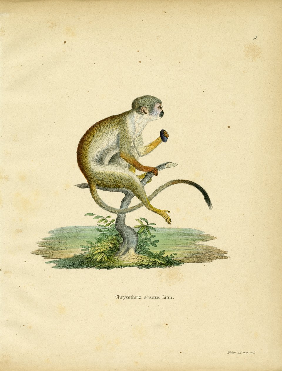 Squirrel Monkey (farget gravering) av German School