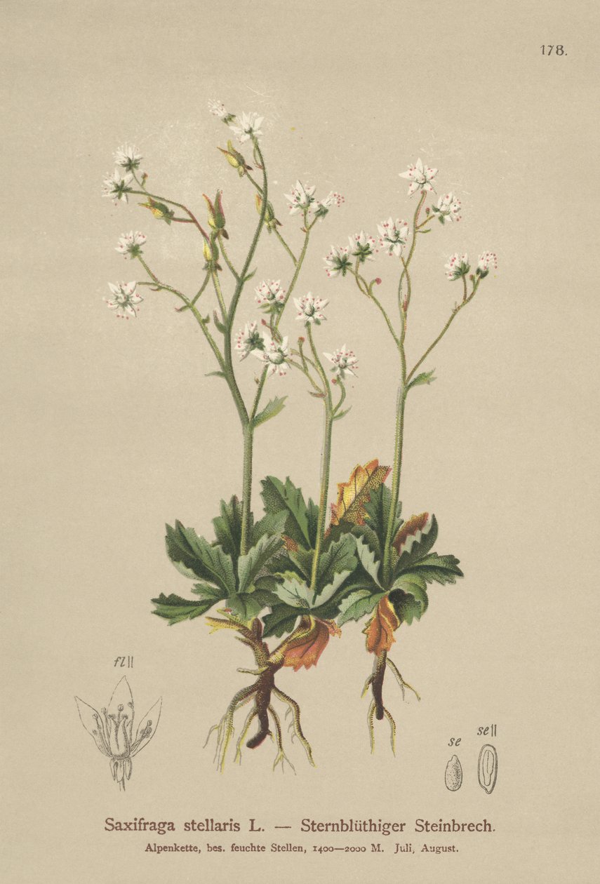 Starry Saxifrage (Saxifraga stellaris) av German School