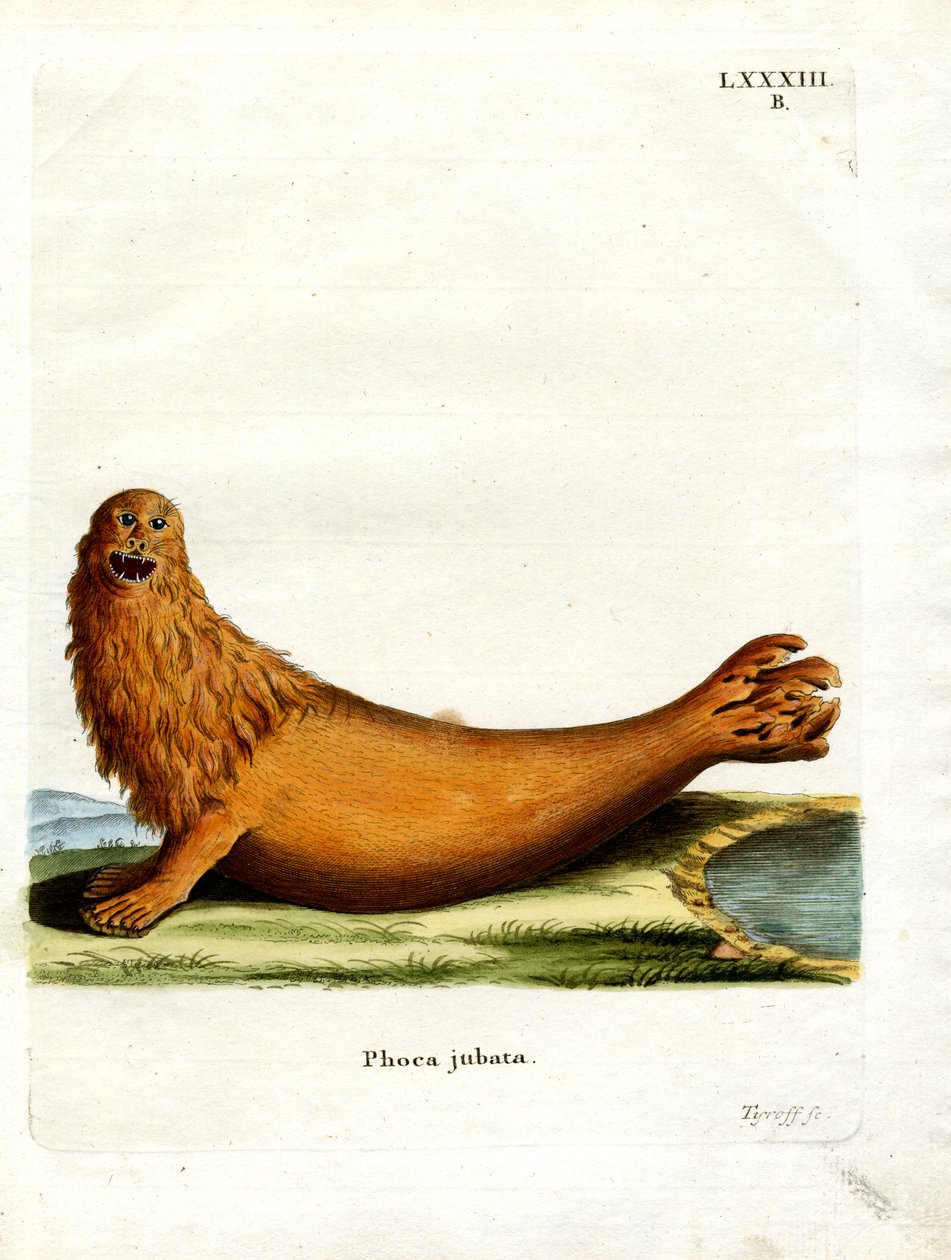 Steller Sea Lion (farget gravering) av German School