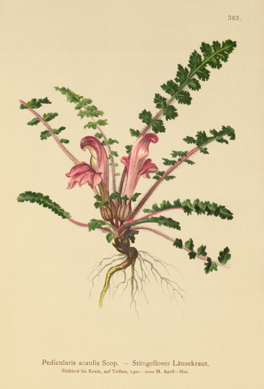 Stengelløs louseurt (Pedicularis acaulis) av German School