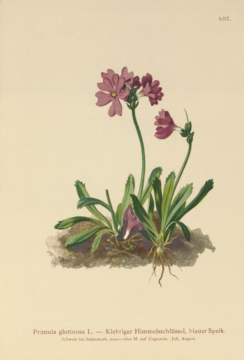 Sticky Primrose (Primula glutinosa) av German School