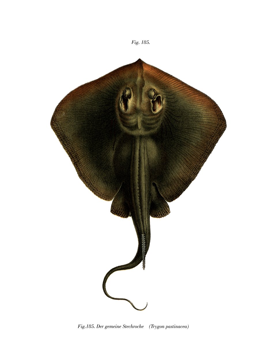 Sting Ray (farge litho) av German School