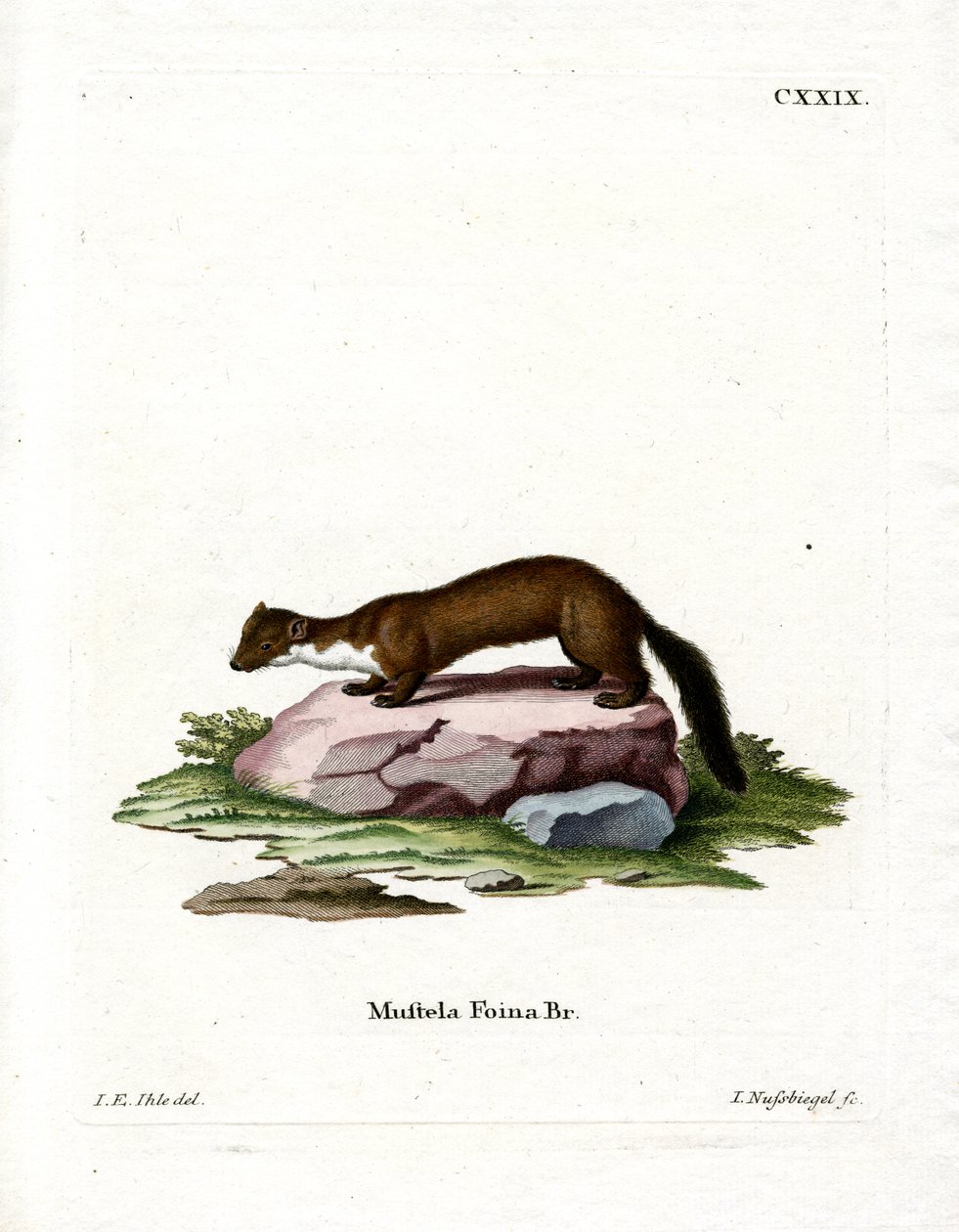 Stone Marten (farget gravering) av German School