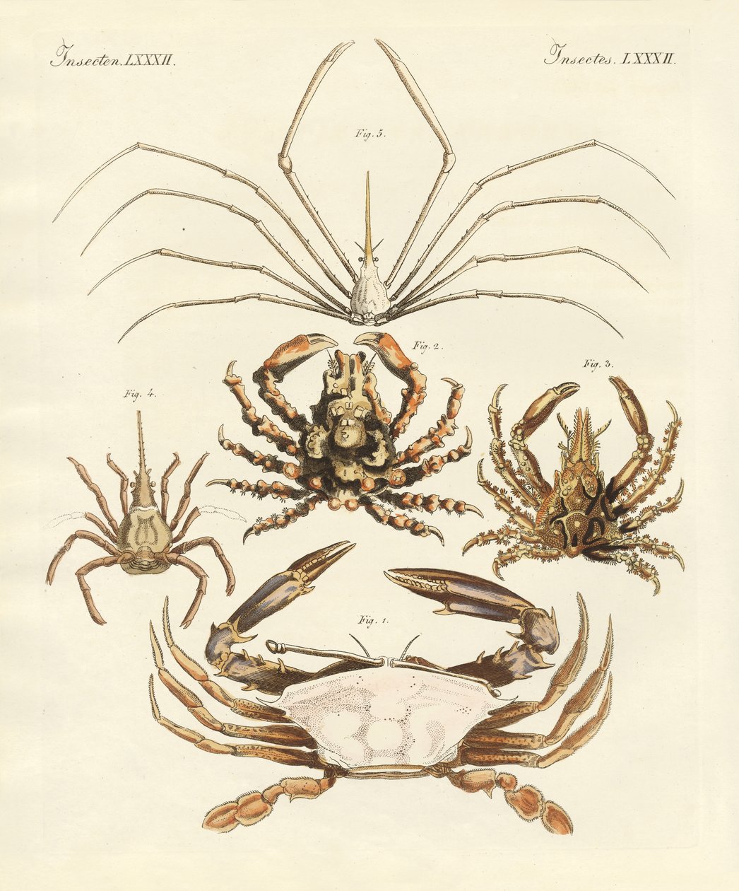 Rare krabber (farget gravering) av German School