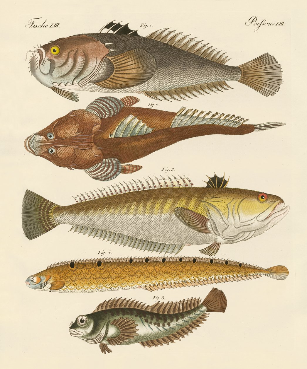 Merkelig fisk (farget gravering) av German School