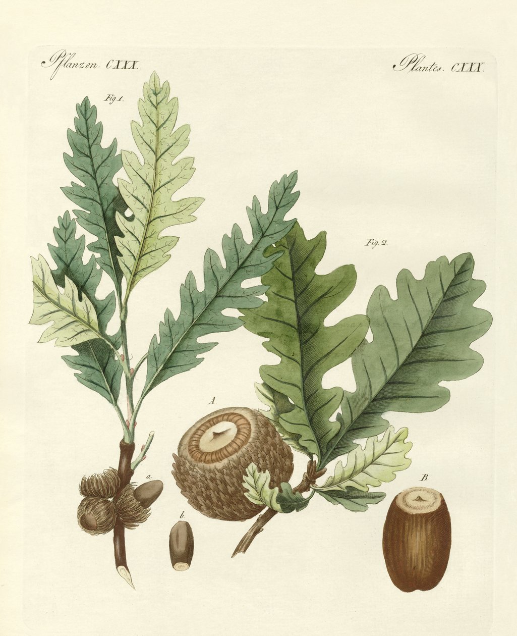 Rare utenlandske eiker (farget gravering) av German School