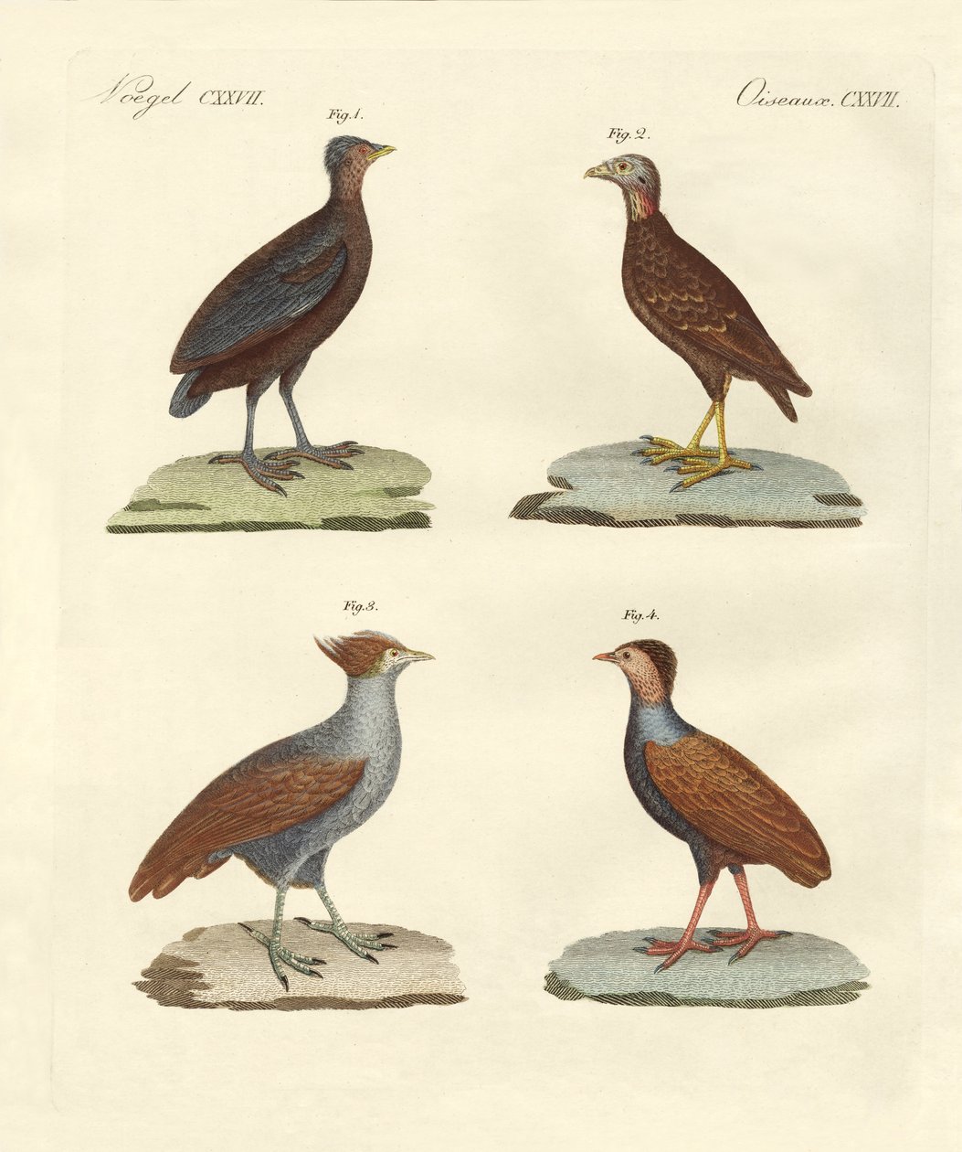 Rare hønelignende birker (farget gravering) av German School