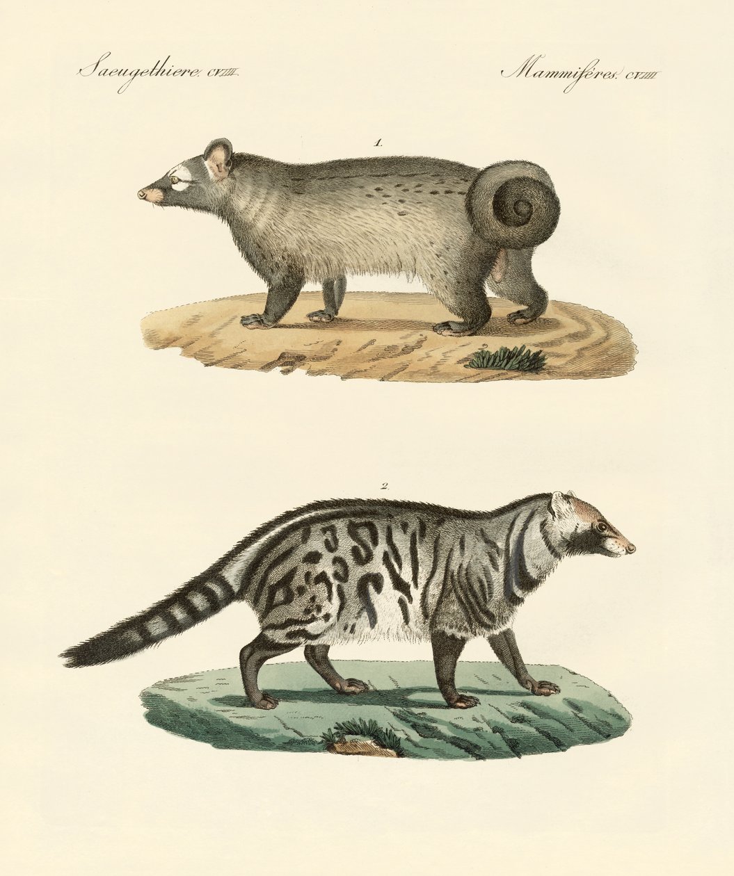 Rare skunks (farget gravering) av German School