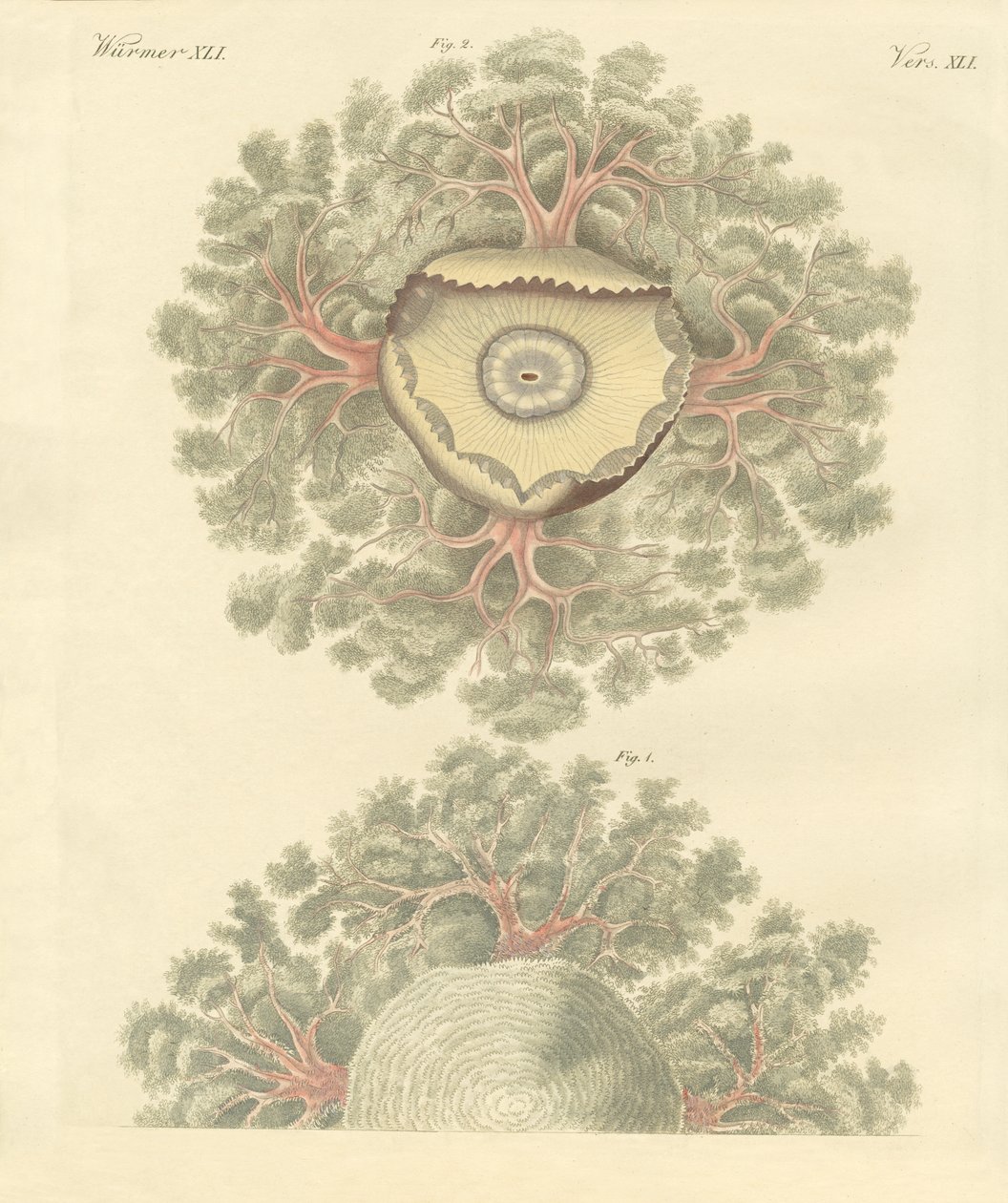 Rare ormer (farget gravering) av German School