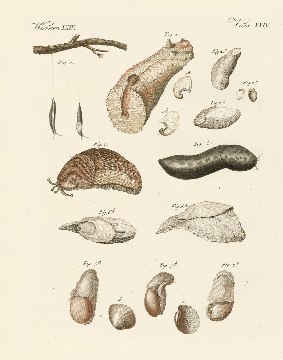 Merkelige ormer (farget gravering) av German School