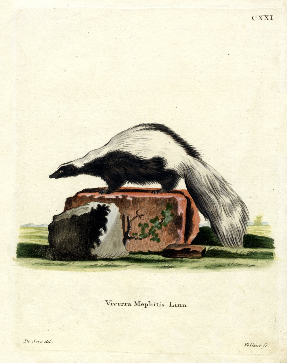 Stripet Skunk (farget gravering) av German School