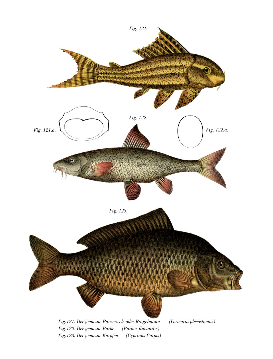 Suckermouth Catfish (farge litho) av German School