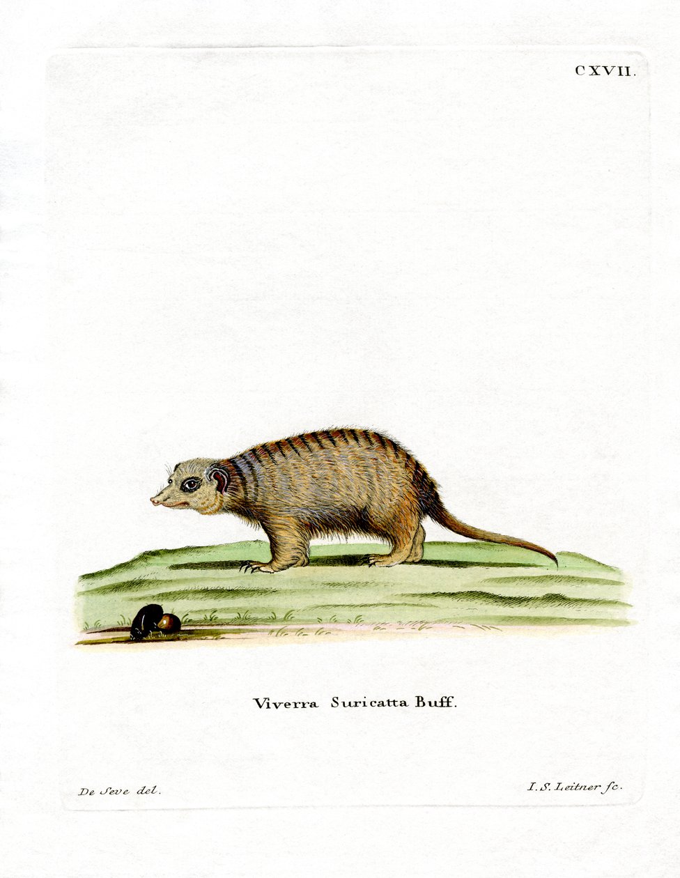 Surikate (farget gravering) av German School