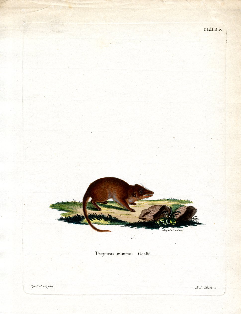 Swamp Antechinus (farget gravering) av German School