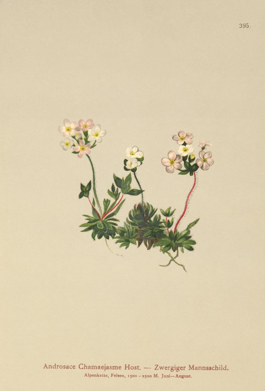 Søtblomst Rockjasmine (Androsace Chamaejasme) av German School