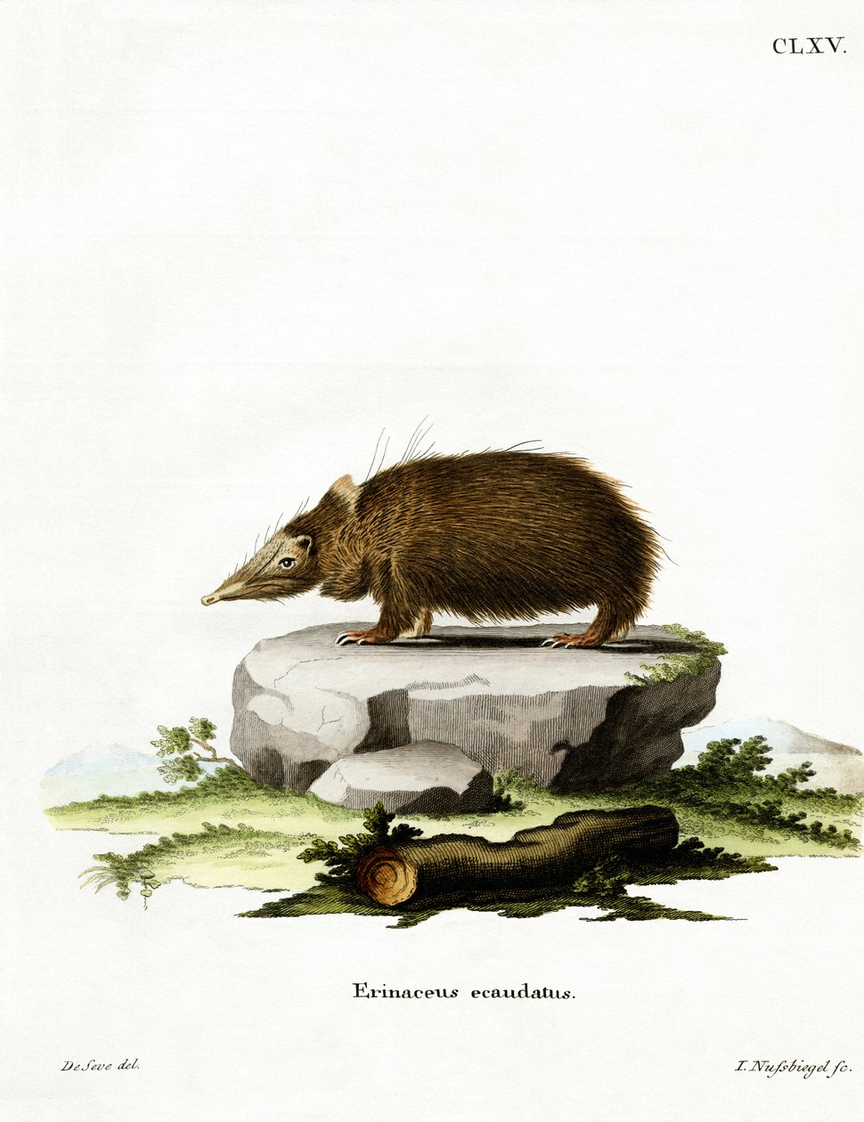 Tailless Tenrec (farget gravering) av German School
