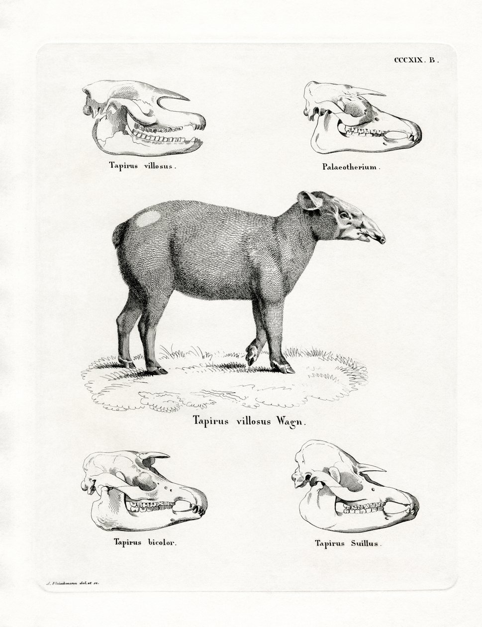 Tapir-hodeskaller (farget gravering) av German School