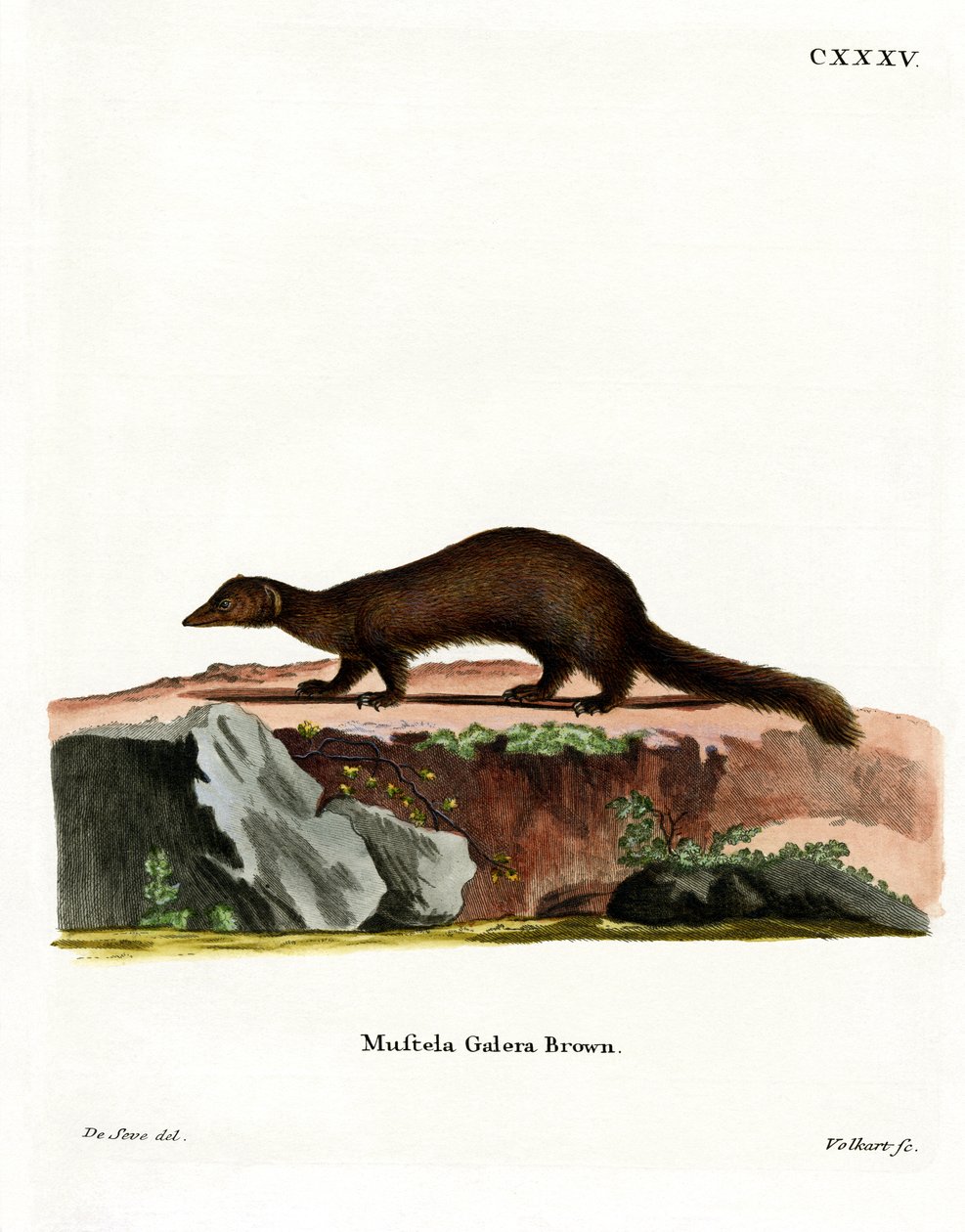 Tayra (farget gravering) av German School