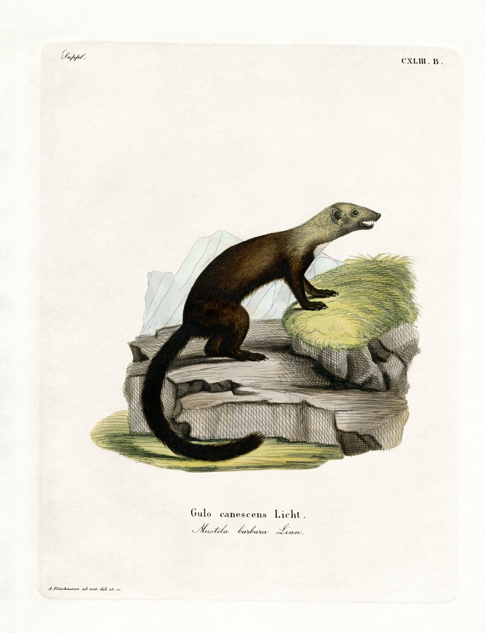 Tayra (farget gravering) av German School