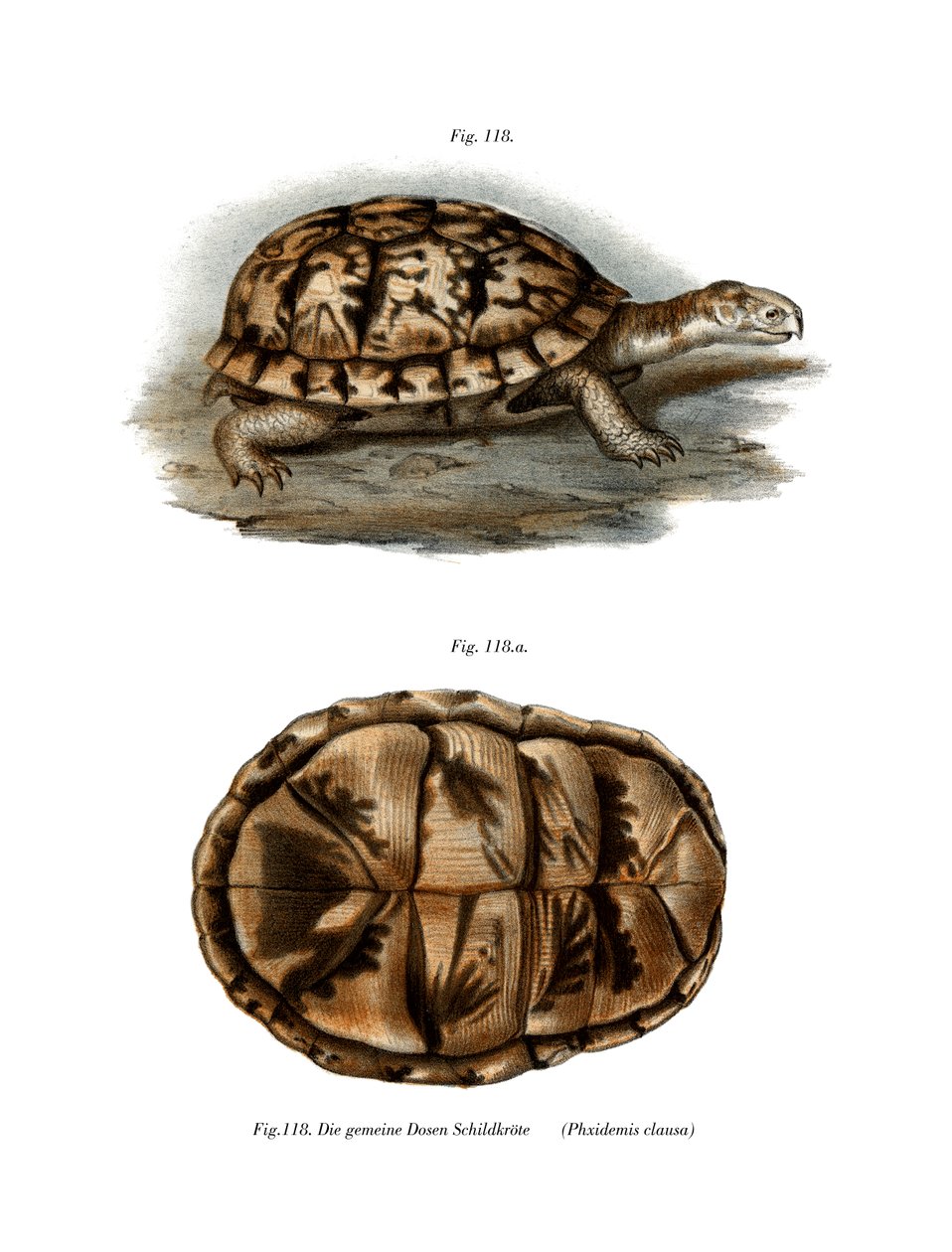 Terrapin (farge litho) av German School