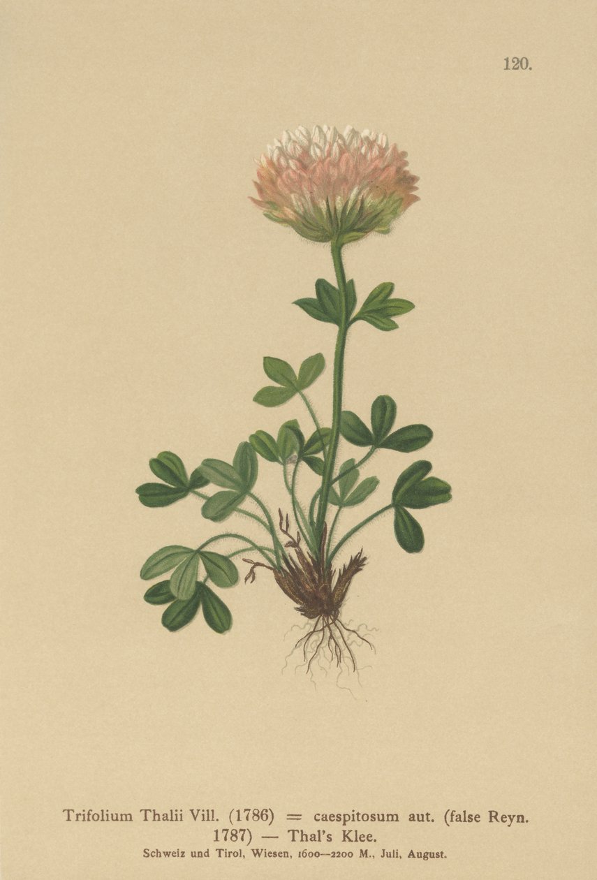 Thalskløver (Trifolium Thalii, Trifolium caespitosum) av German School