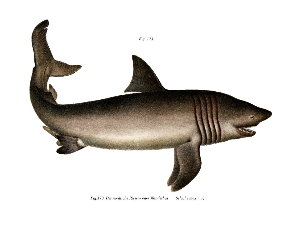 Basking Shark (farge litho) av German School