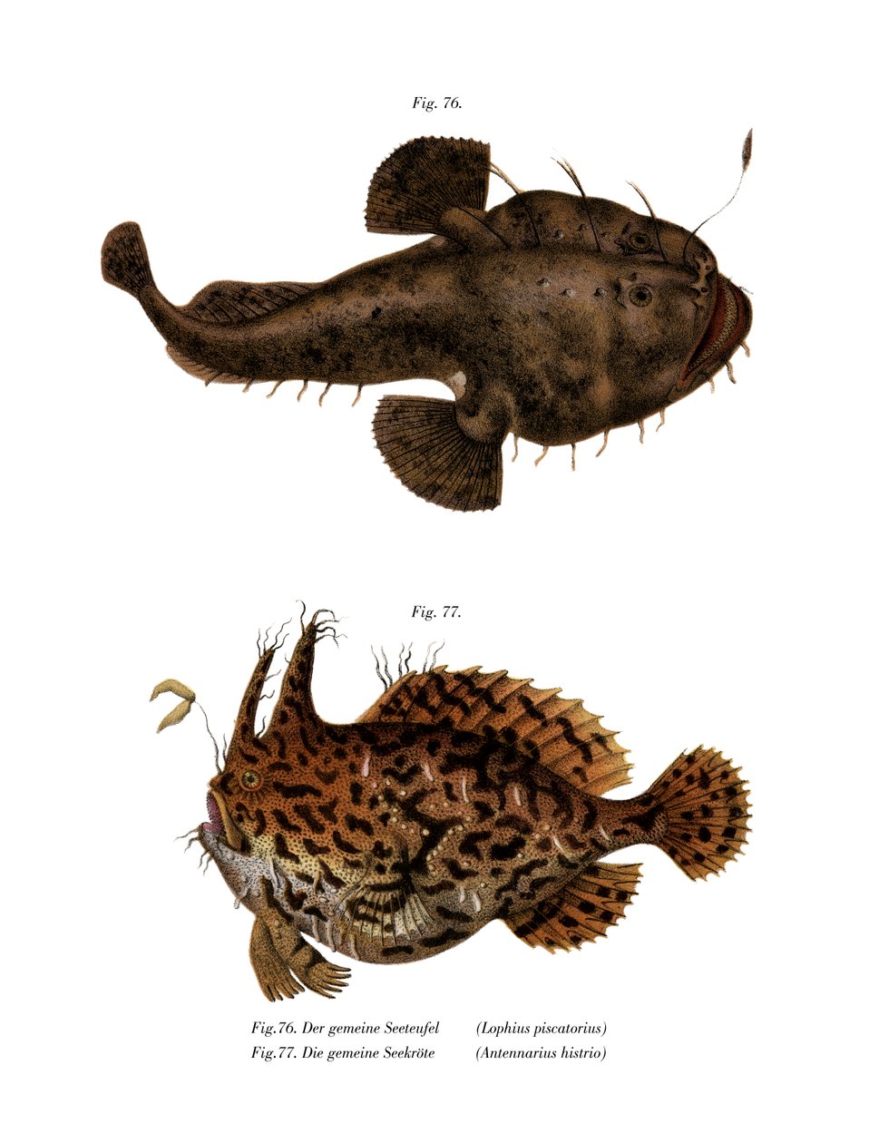 Monkfish (farge litho) av German School