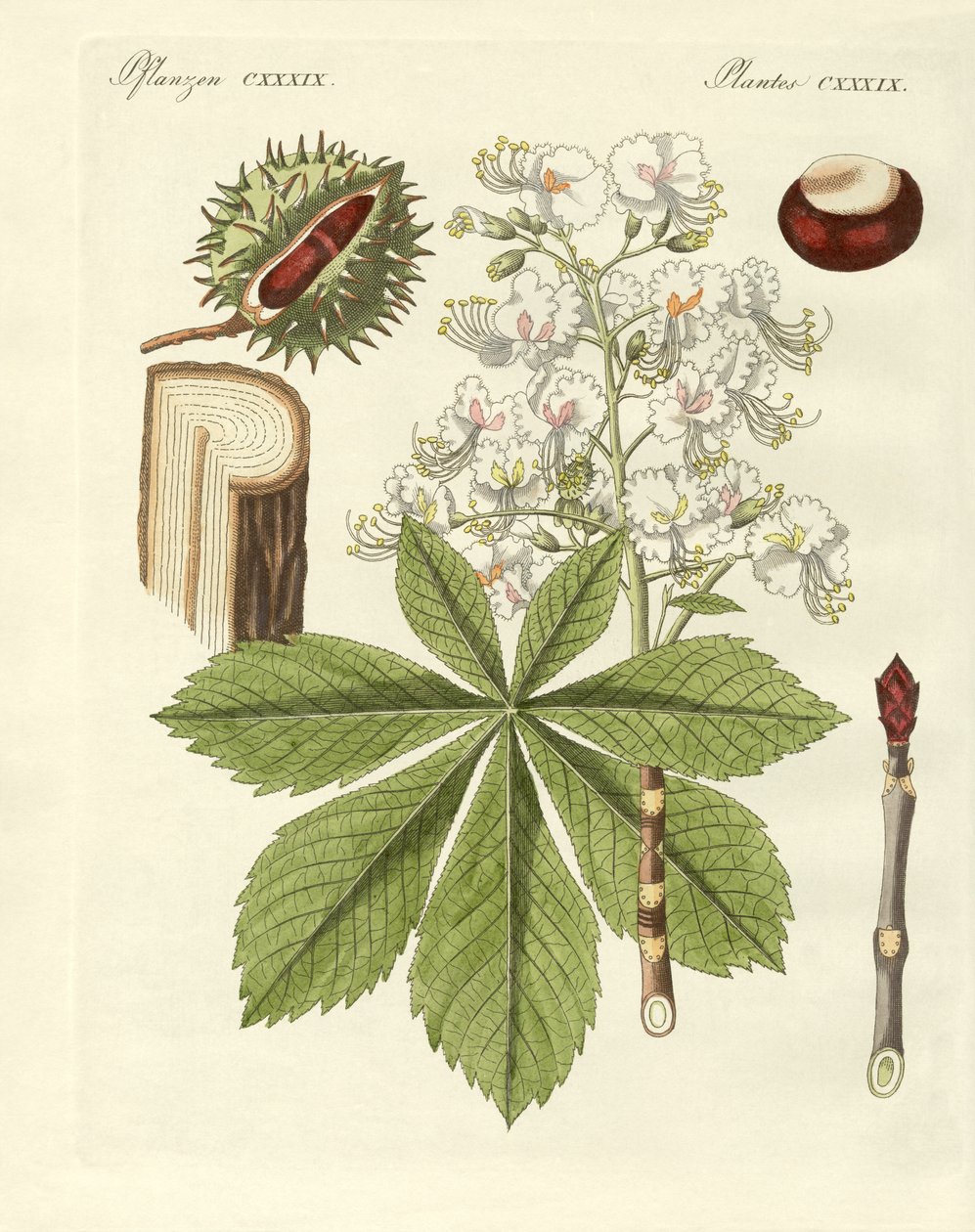 Buckeyes-treet av German School