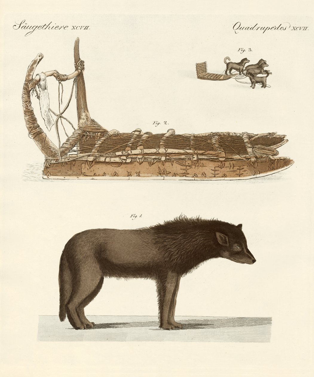 The Dog of the Baffin-Bay (farget gravering) av German School