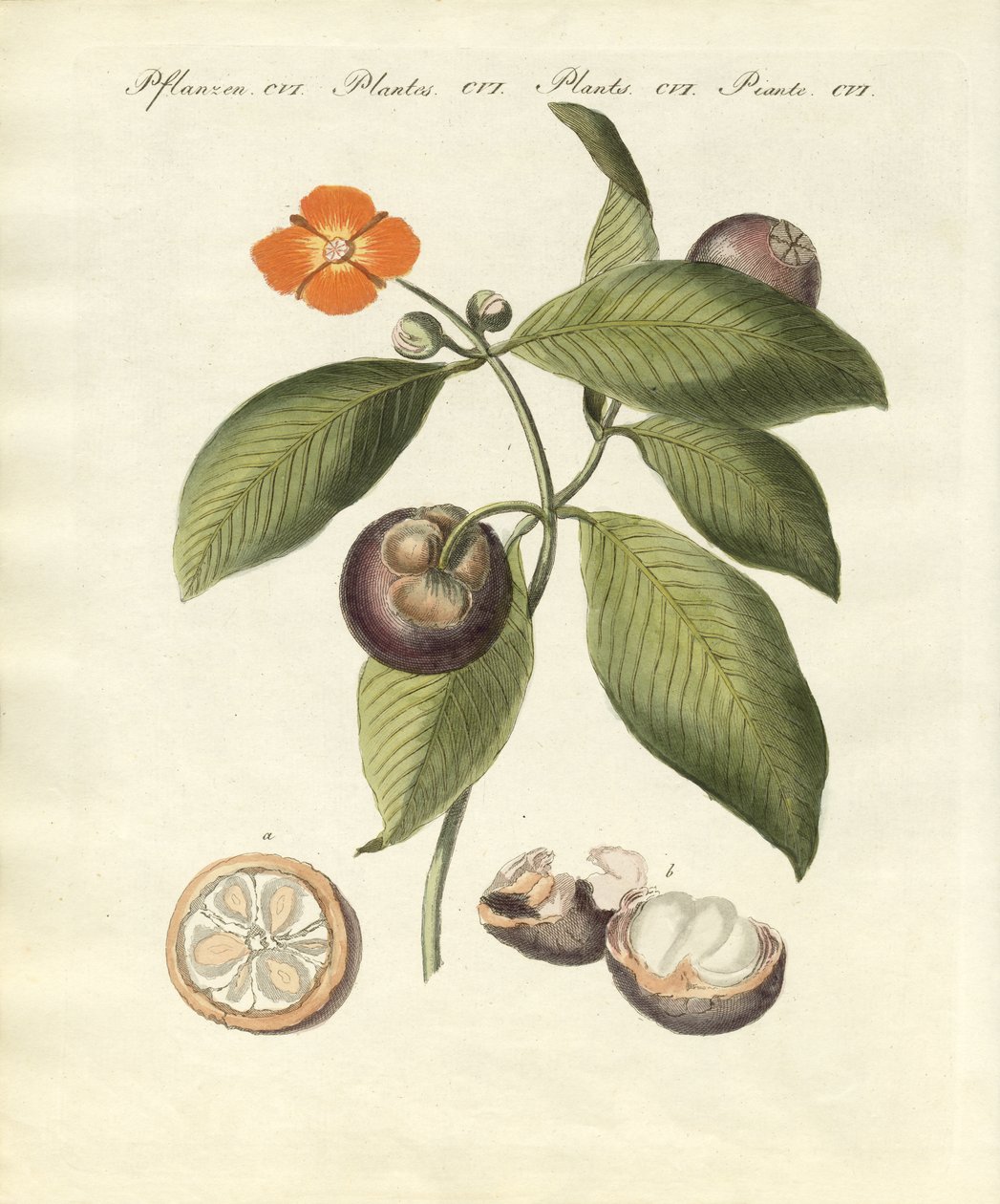 Mangostantreet (farget gravering) av German School