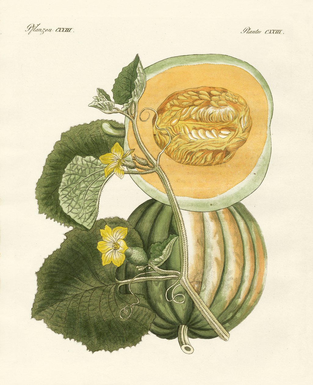 Melonen (farget gravering) av German School