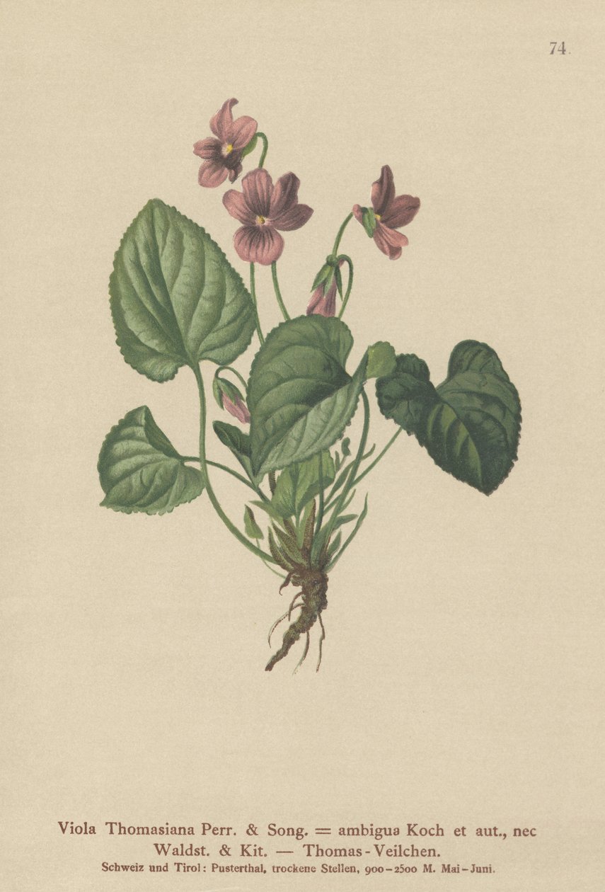 Thomas Pansy (Viola Thomasiana, Viola ambigua) av German School