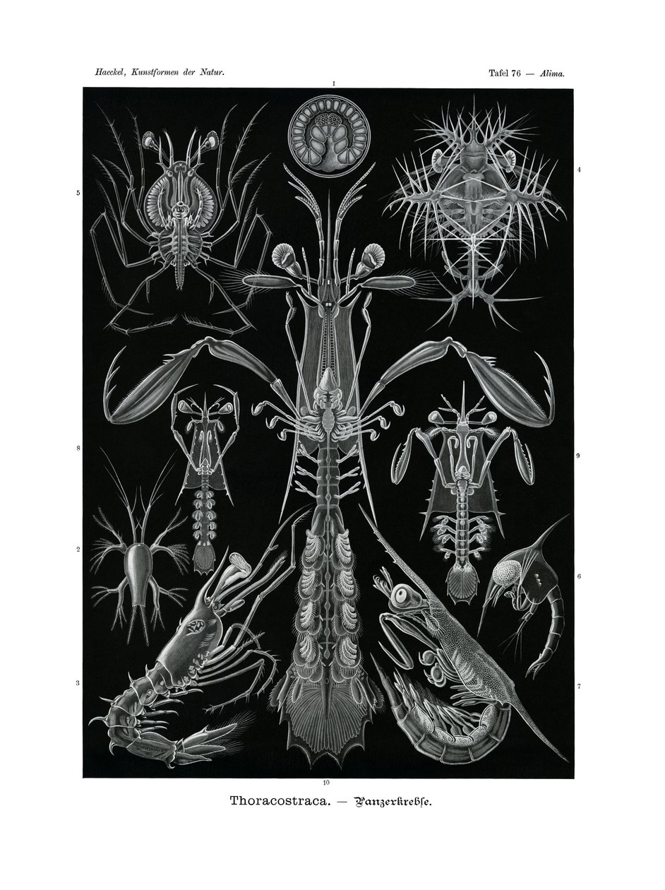 Thoracostraca, 1899-1904 av German School