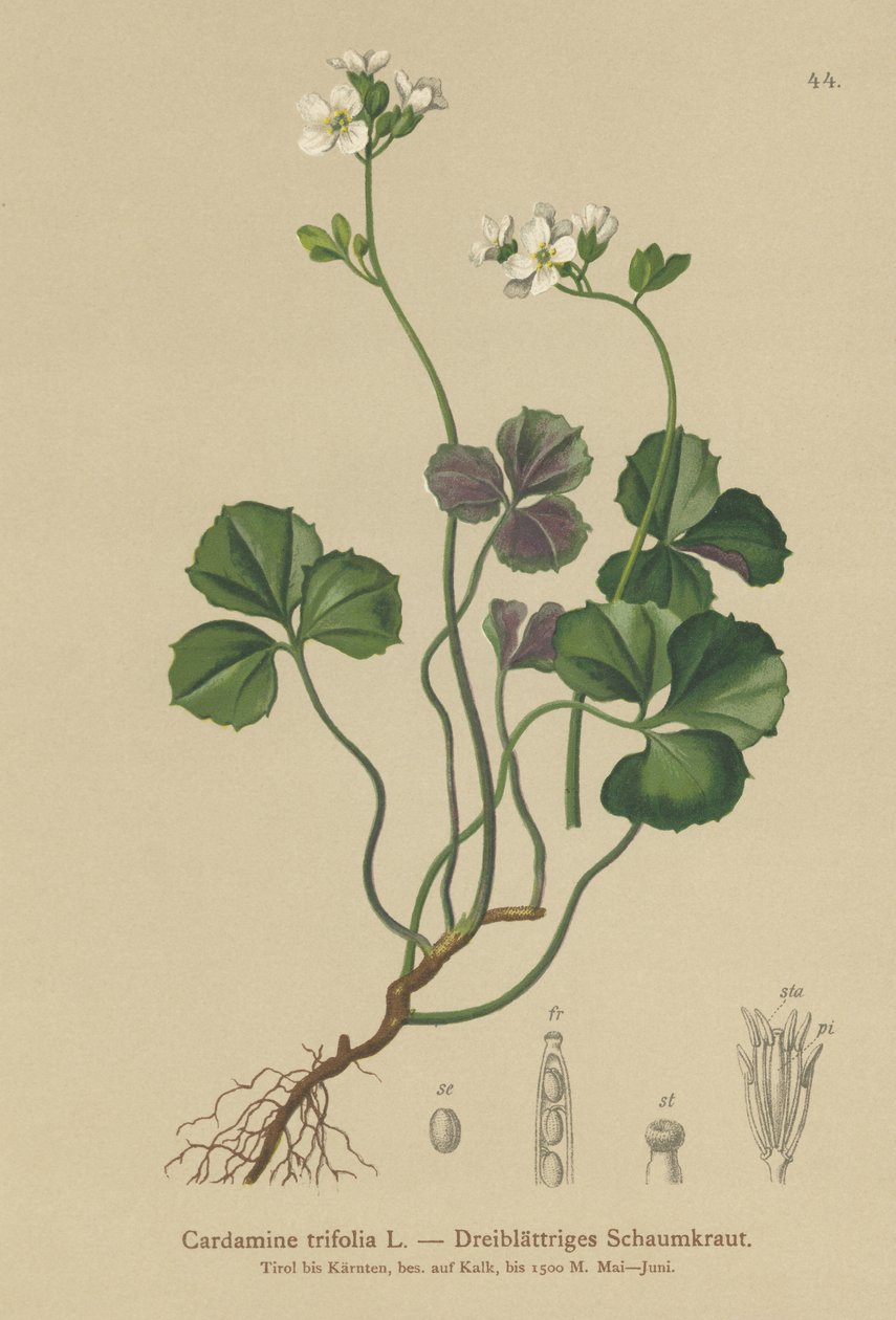 Trebladet bitterkarse (Cardamine trifolia) av German School