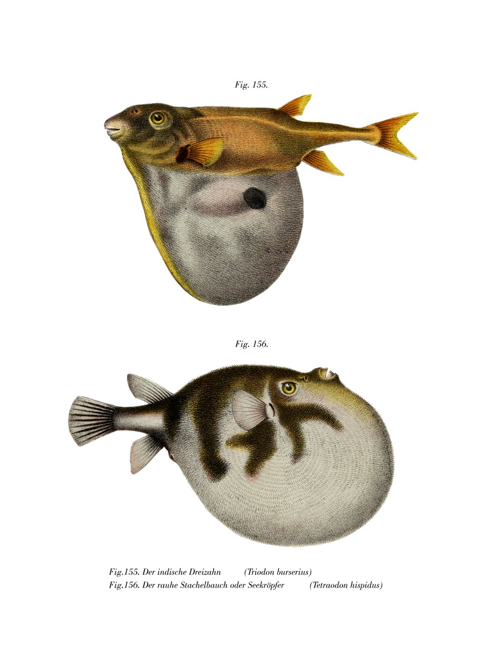 Threetooth Puffer (farge litho) av German School