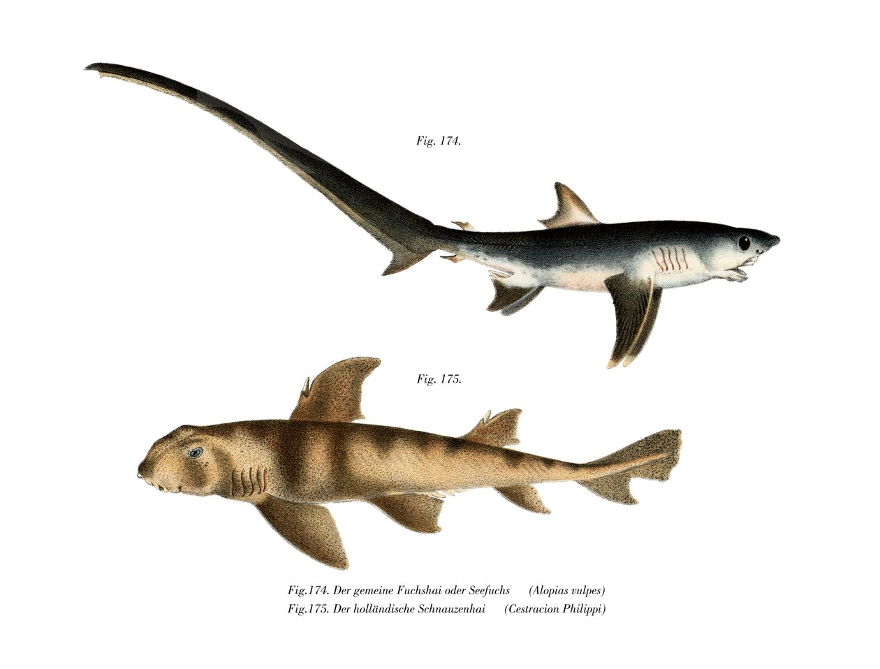 Thresher Shark (farge litho) av German School