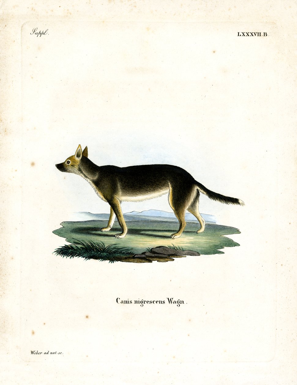 Tibetansk hund (farget gravering) av German School