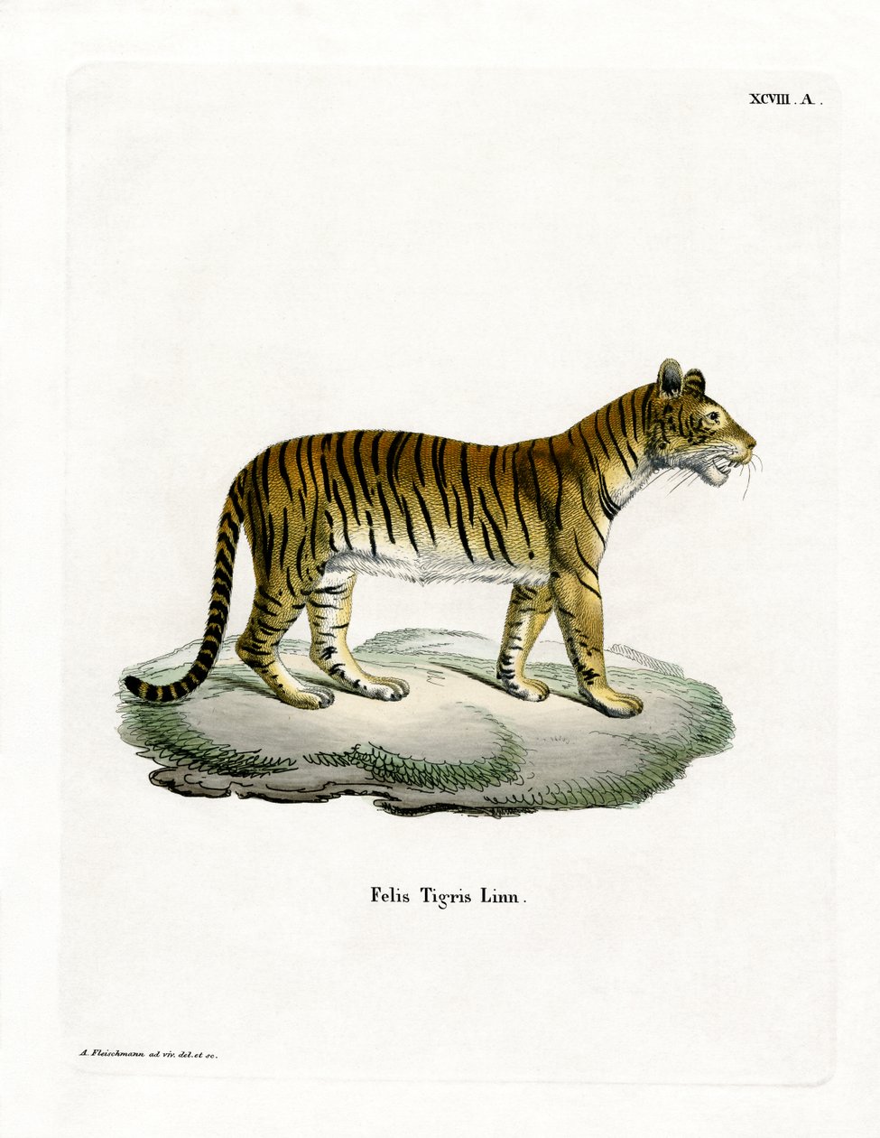 Tiger (farget gravering) av German School