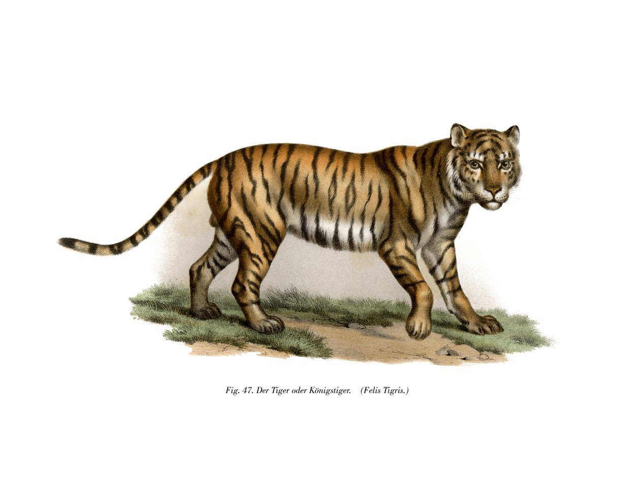 Tiger, 1860 av German School
