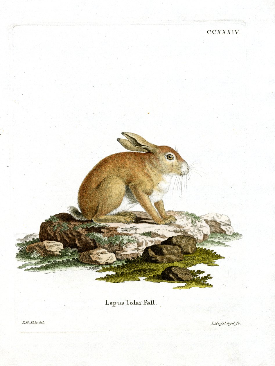Tolai Hare (farget gravering) av German School
