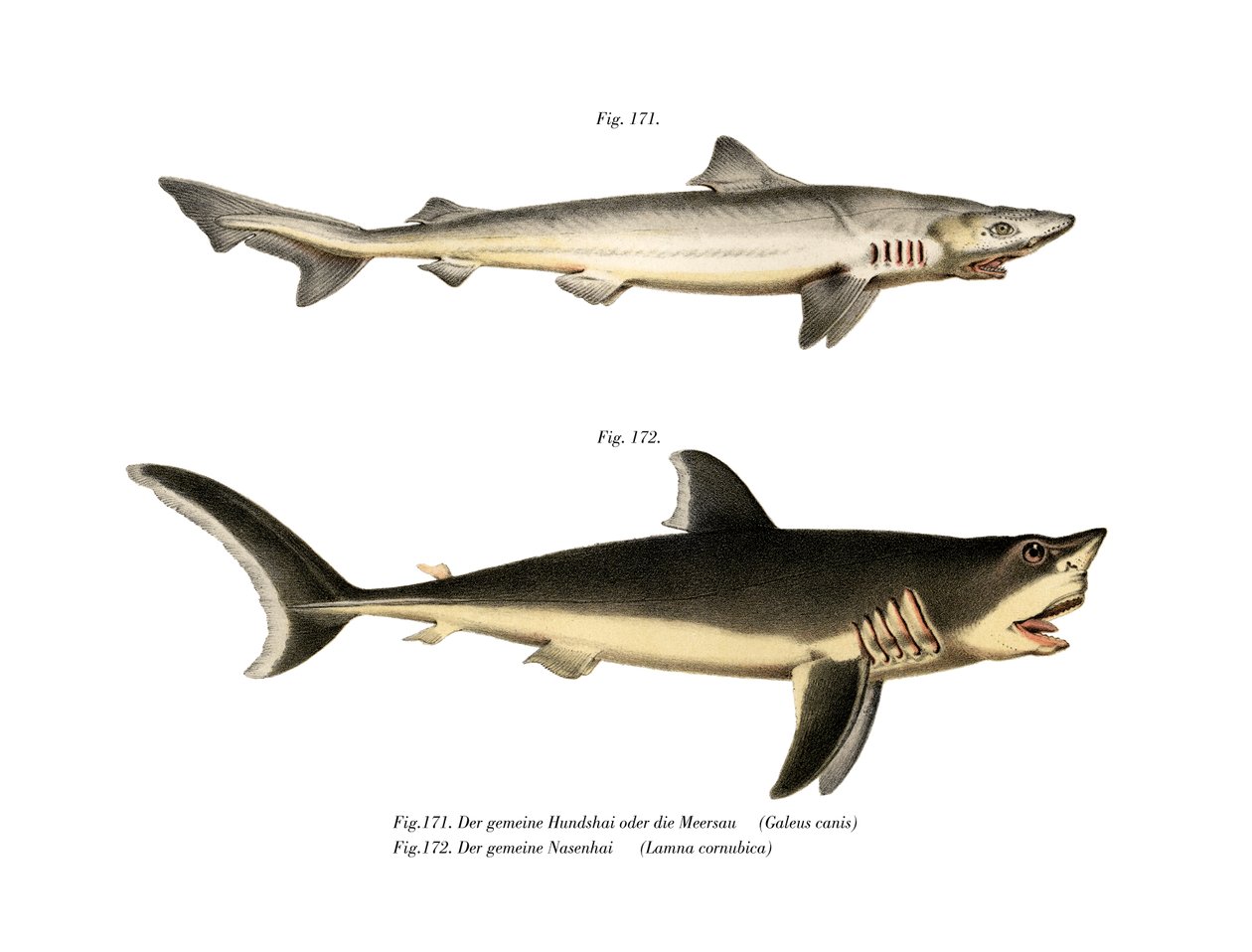 Tope Shark (farge litho) av German School