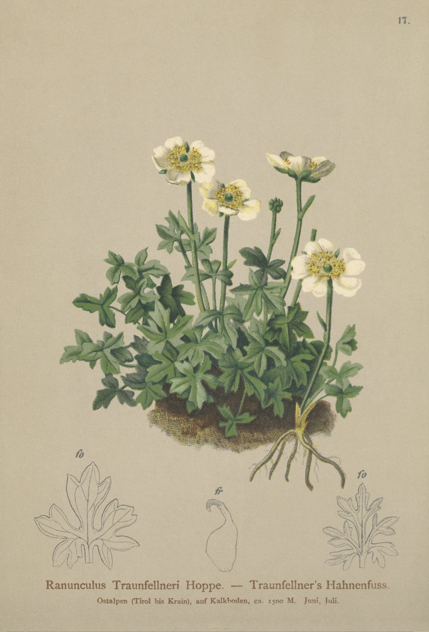 Traunfellners kråkefot (Ranunculus Traunfellneri) av German School